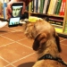 Hund som tittar på mobiltelefonskärm.